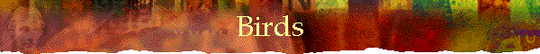 Birds