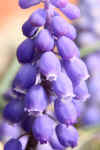 w800_grape hyacinth1.jpg (107612 bytes)