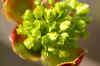 w800_maple bloom.jpg (131354 bytes)